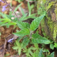 Scutellaria violacea var. violacea Heyne ex Benth.